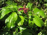 Paeonia obovata