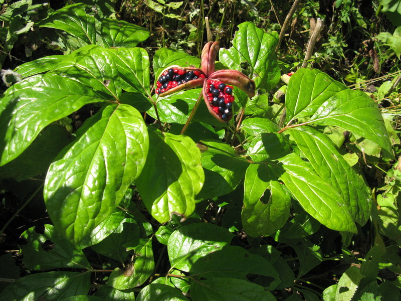 Image of Paeonia obovata specimen.