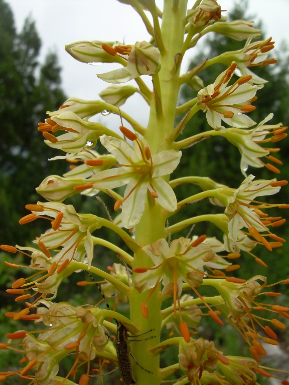 Image of Eremurus spectabilis specimen.