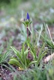 Gentiana olivieri