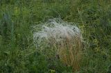 Stipa pennata