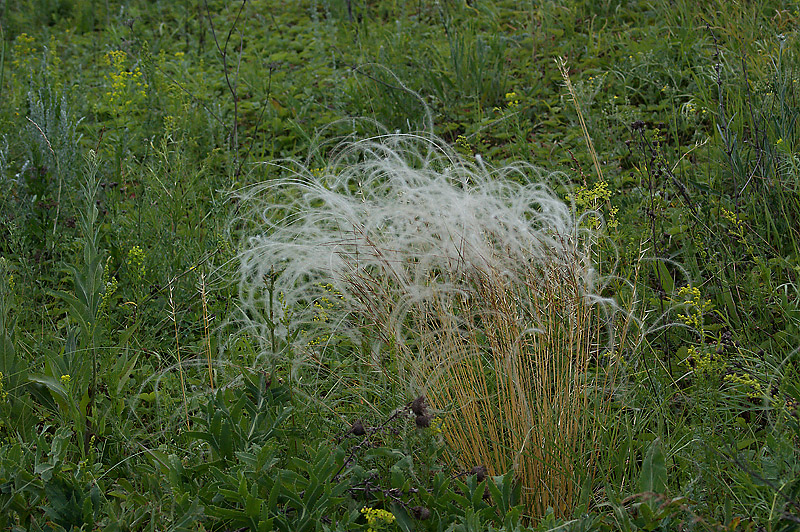 Изображение особи Stipa pennata.