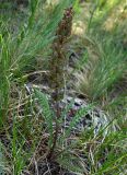 Pedicularis olgae