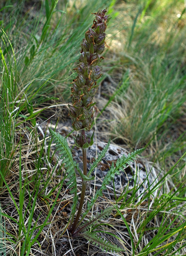 Image of Pedicularis olgae specimen.