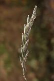 Image of taxon representative. Author is Павел Евсеенков