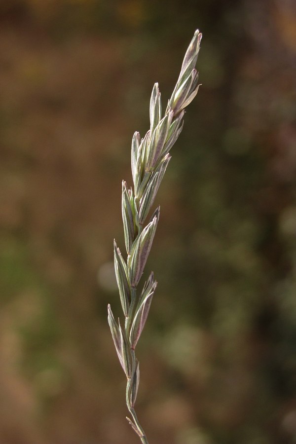 Image of Elytrigia repens specimen.