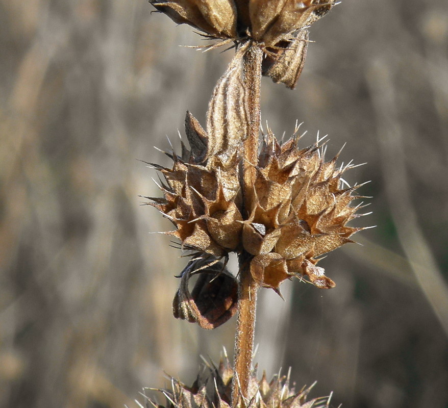 Изображение особи Chaiturus marrubiastrum.