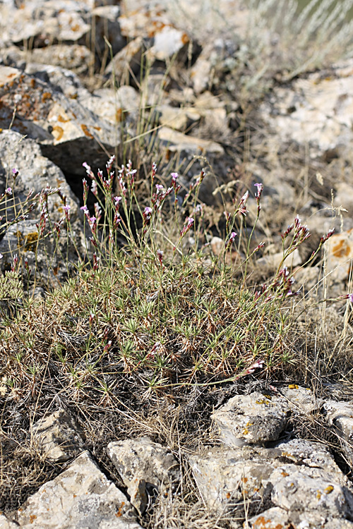 Image of Acantholimon alberti specimen.