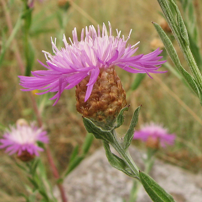 Image of Centaurea jacea specimen.