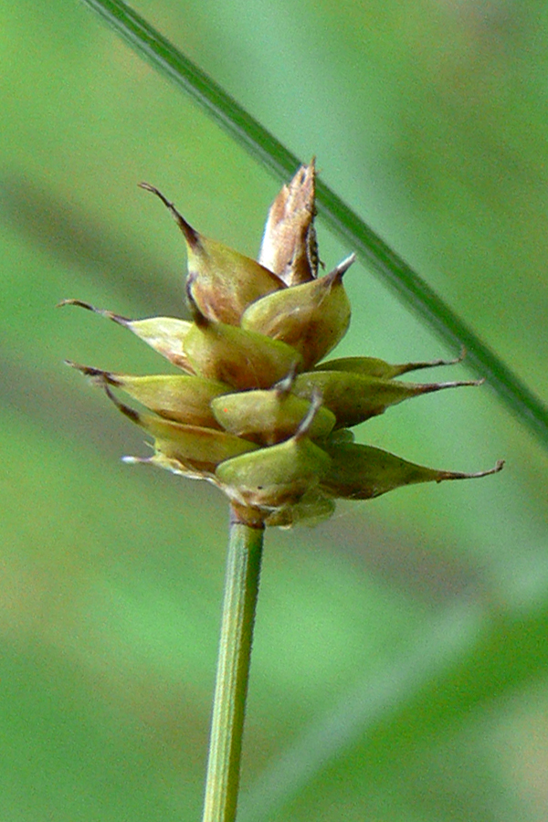 Image of Carex capitata specimen.