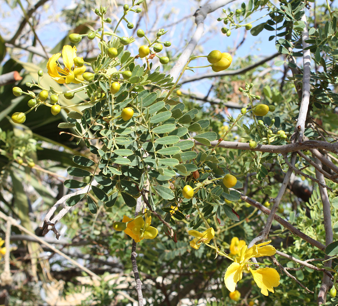 Image of genus Senna specimen.
