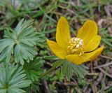 Eranthis longistipitata