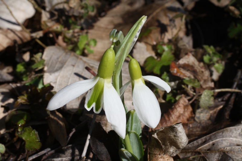 Изображение особи Galanthus plicatus.