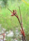 Juncus articulatus. Верхушка поражённого побега. Архангельская обл., Вельский р-н, окр. пос. Усть-Шоноша, берег р. Вель. 20.07.2011.