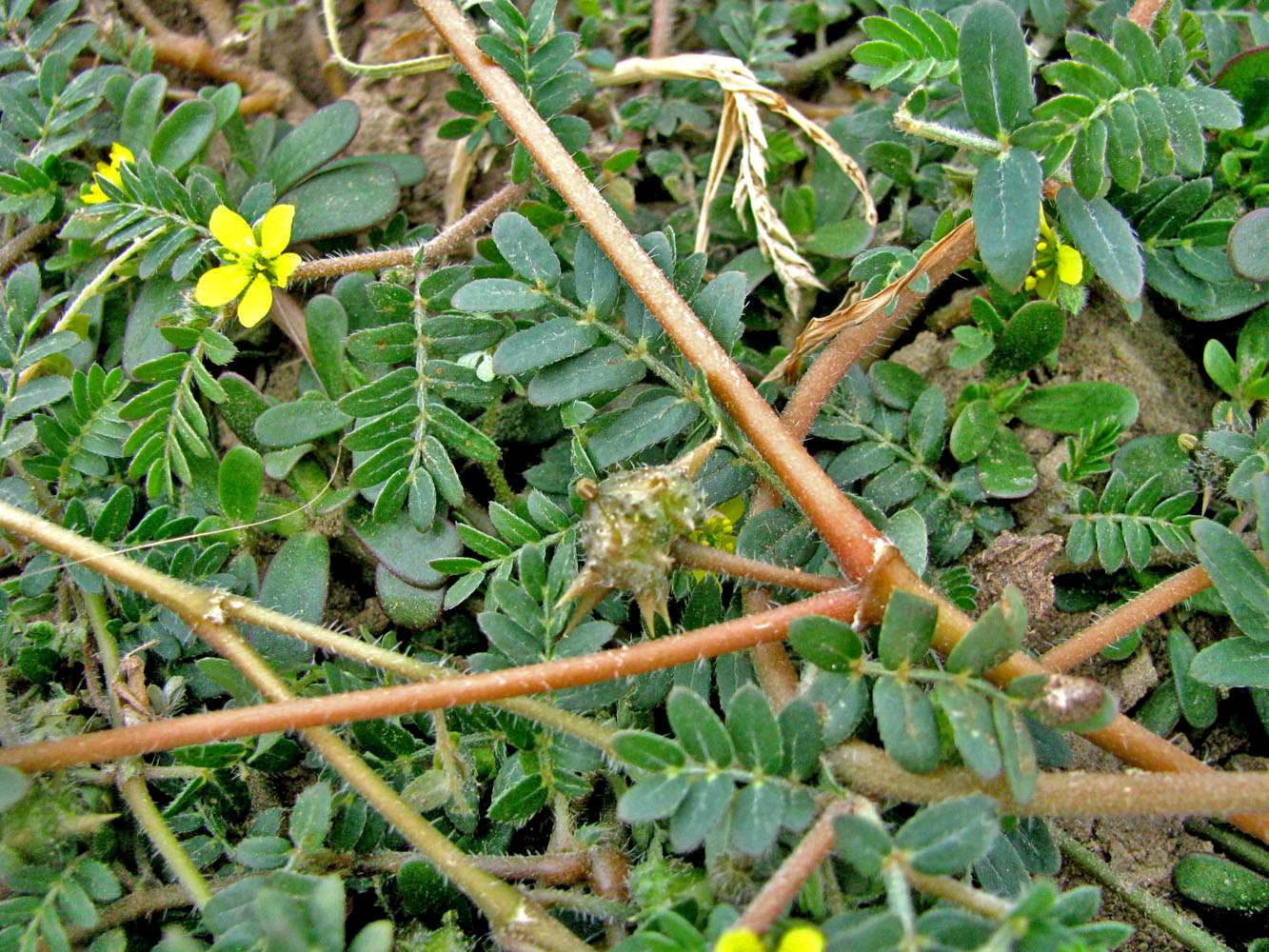 Image of Tribulus terrestris specimen.