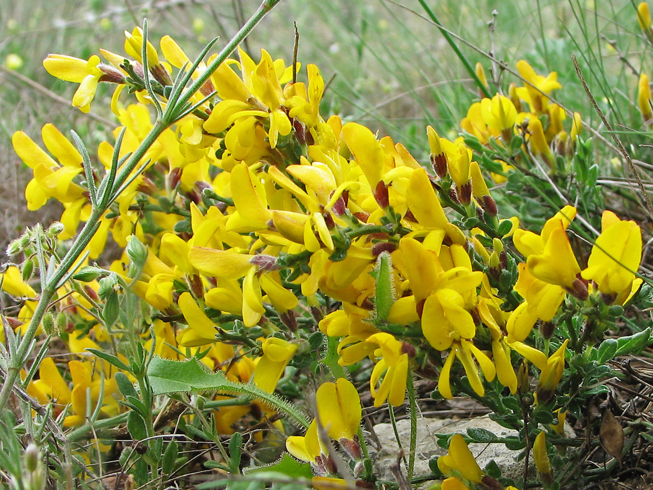 Изображение особи Genista depressa.