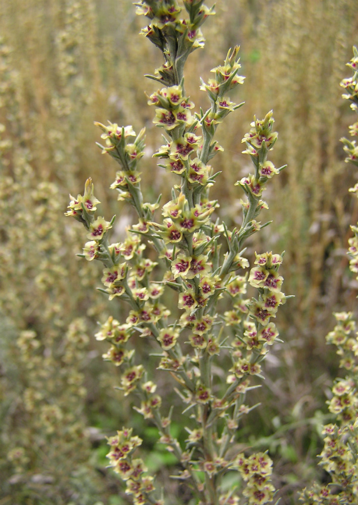 Изображение особи Salsola tamariscina.