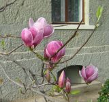 Magnolia × soulangeana. Ветви с цветками. Крым, Ялта, ул. Пушкинская, в культуре. 16 апреля 2012 г.