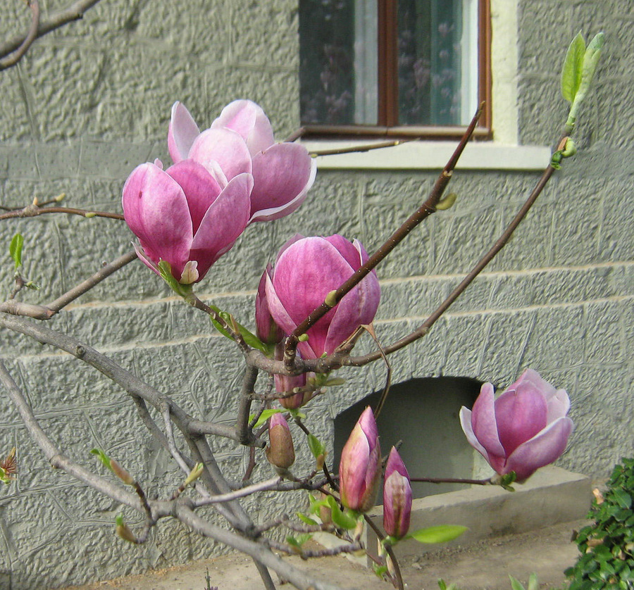 Image of Magnolia &times; soulangeana specimen.
