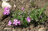 Phlox subulata