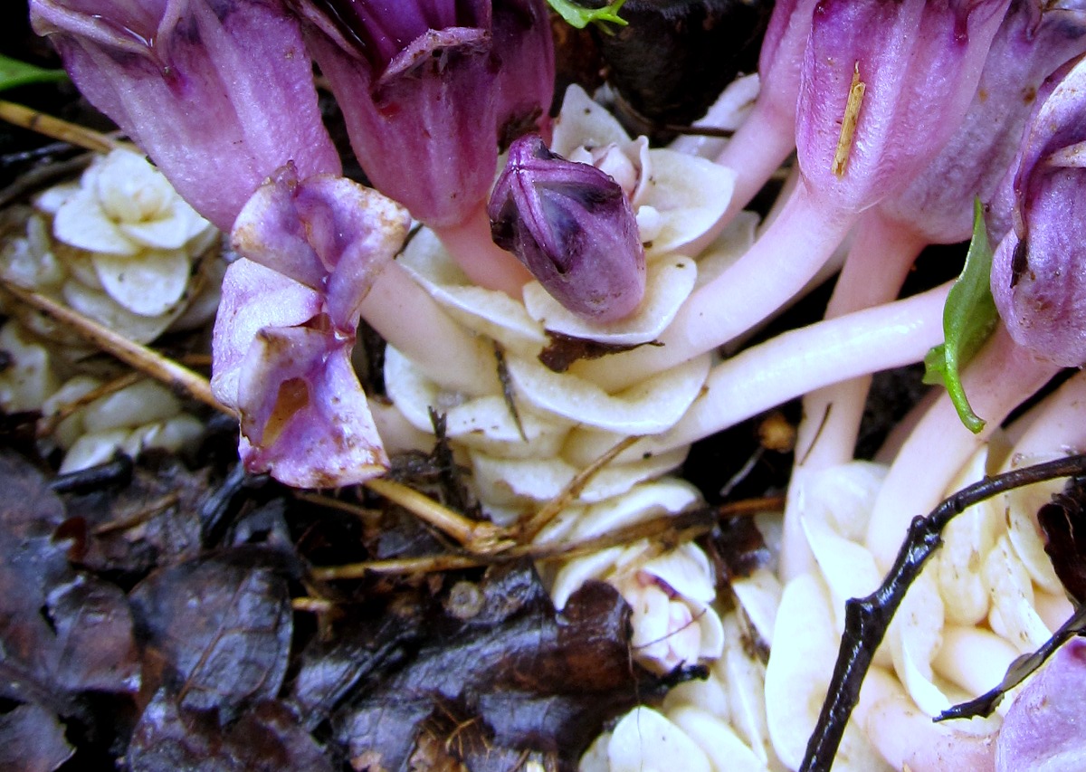 Изображение особи Lathraea clandestina.