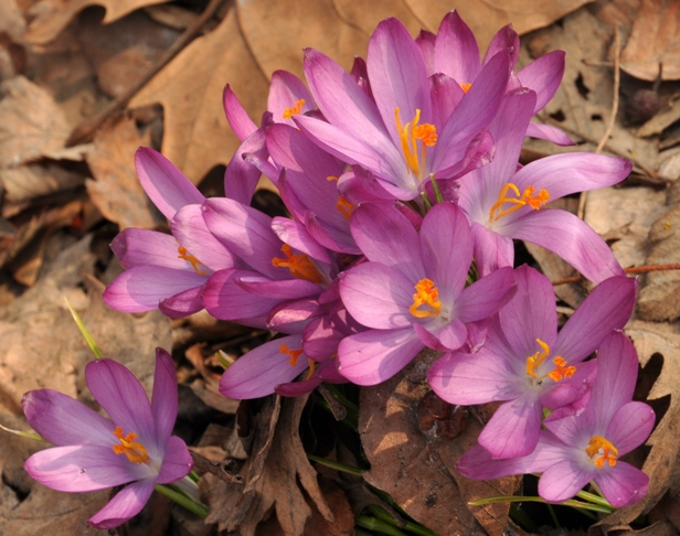Image of Crocus tommasinianus specimen.