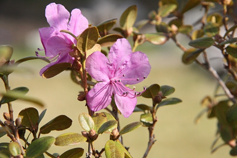 Image of genus Rhododendron specimen.