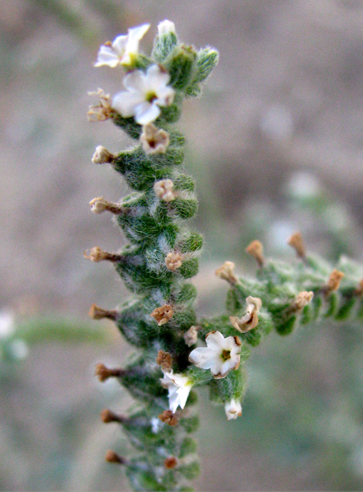 Изображение особи Heliotropium ellipticum.