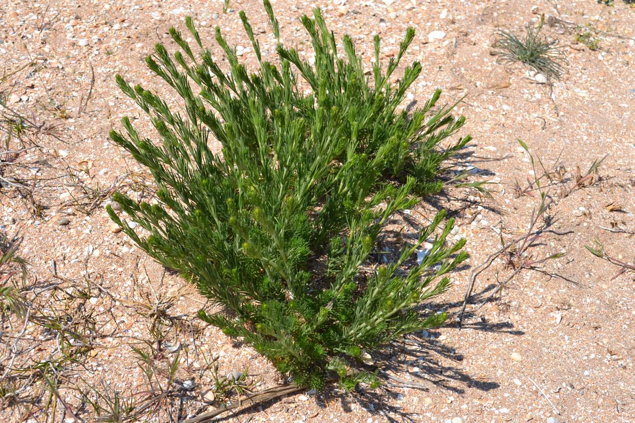 Image of Galium verum specimen.