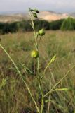 Linum squamulosum. Верхушка побега с плодами. Крым, Севастополь, высоты Кая-Баш. 31 мая 2012 г.