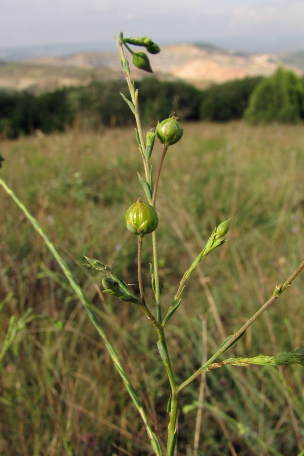 Изображение особи Linum squamulosum.