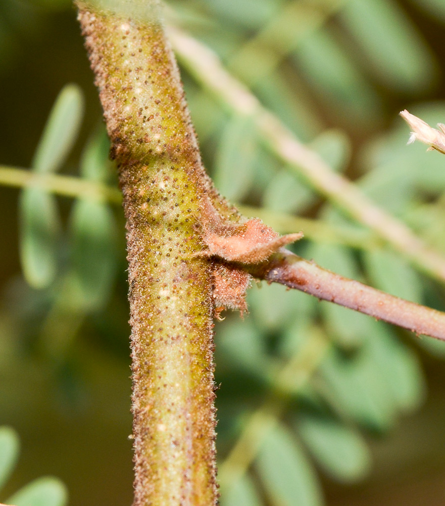 Image of Caesalpinia gilliesii specimen.