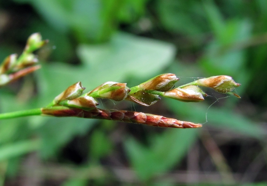 Изображение особи Carex digitata.