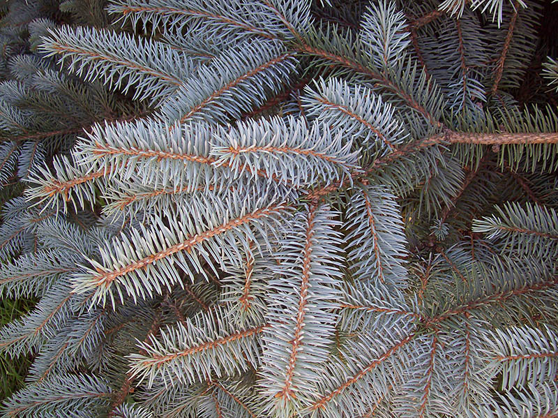 Image of Picea pungens f. glauca specimen.