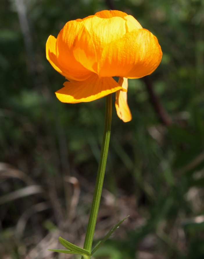 Image of Trollius ilmenensis specimen.