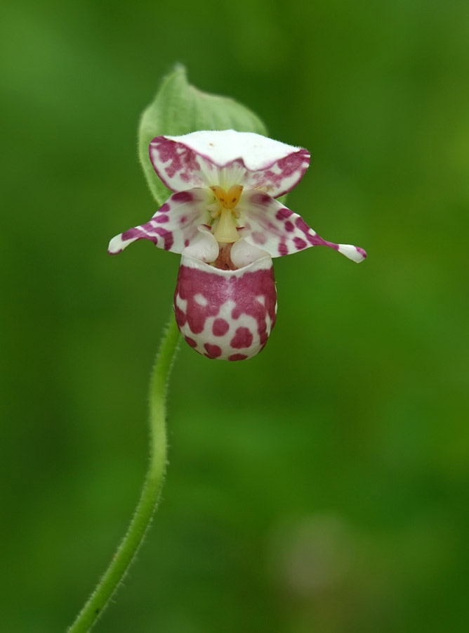 Image of Cypripedium guttatum specimen.