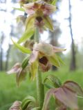 Epipactis helleborine