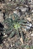 genus Astragalus