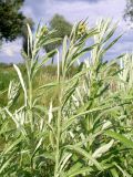 Senecio tataricus