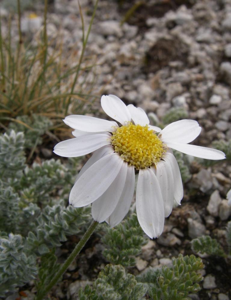 Image of Richteria pyrethroides specimen.