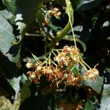 Tilia × europaea. Соплодия. Москва, Воробьёвы горы, ул. Косыгина. 04.07.2012.