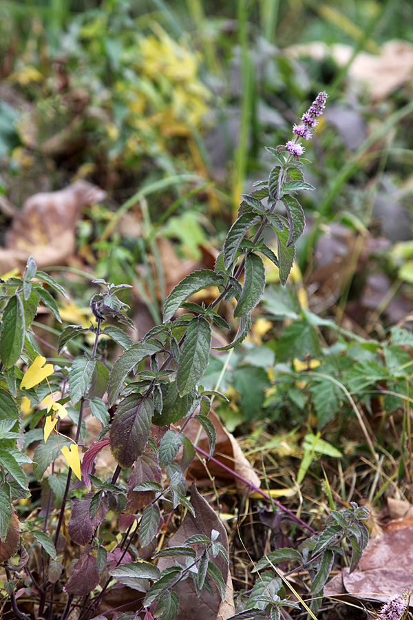 Изображение особи род Mentha.