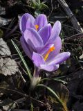 Crocus vernus. Цветущие растения ('Remembrance'). Ленинградская обл., пос. Дубки, в культуре. 25.04.2009.