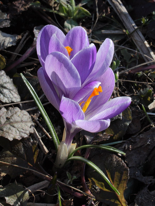 Изображение особи Crocus vernus.