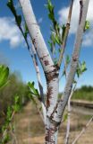 Salix acutifolia