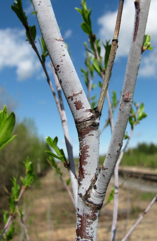 Изображение особи Salix acutifolia.