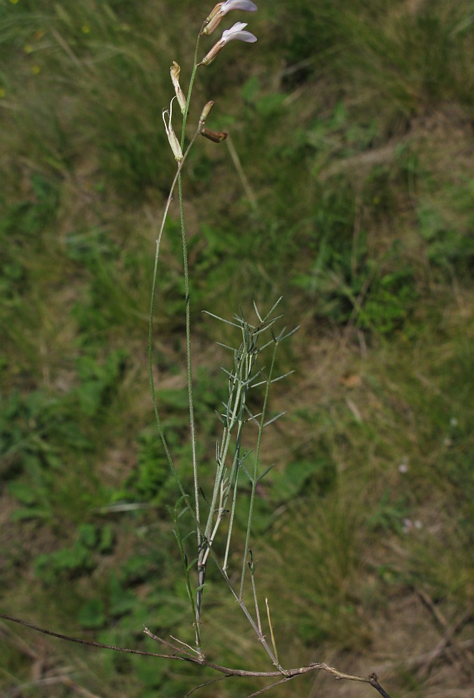 Image of Astragalus ucrainicus specimen.