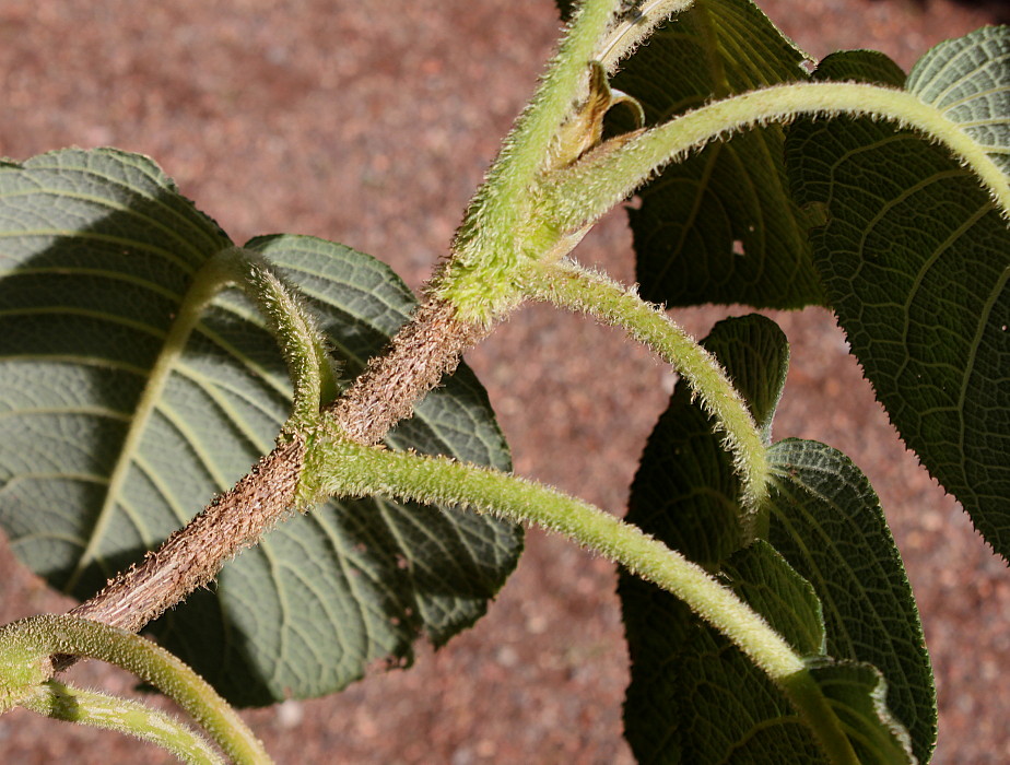 Изображение особи Hydrangea aspera ssp. sargentiana.