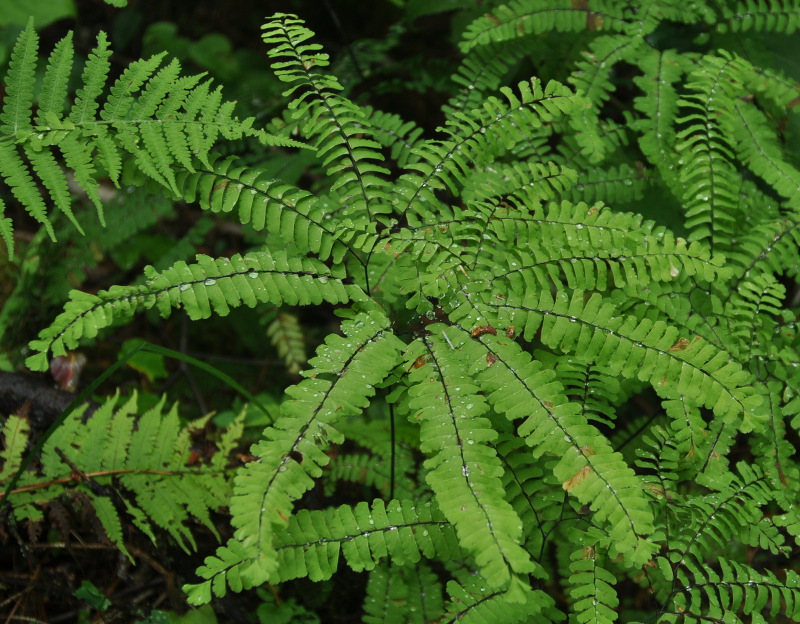 Image of Adiantum pedatum specimen.