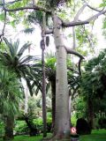 Ceiba speciosa. Ствол и основания скелетных ветвей дерева. Монако, Монте-Карло, французский сад напротив Казино, 19.06.2012.